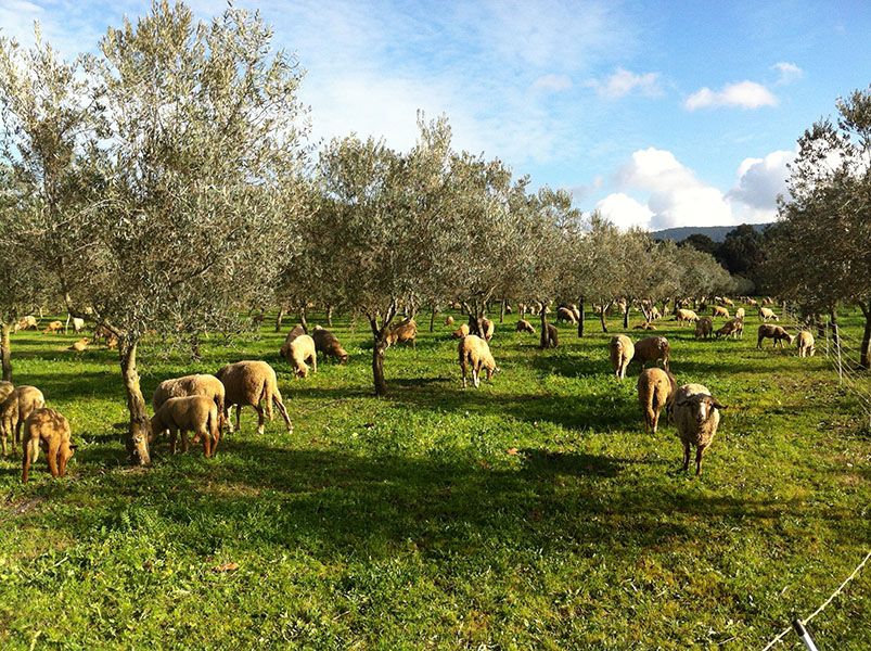 tente-naturelle-moutons